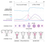 350px-MenstrualCycle2_en.svg.png