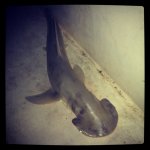 Bonnet Head_04-22-2013_017.jpg