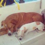 Tuckered Out_04-22-2013_016.jpg