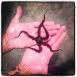 Weird Starfish_05-07-2013_049.jpg