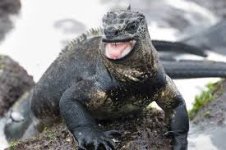 iguana.jpg