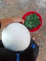 IMG_20160203_194531.jpg