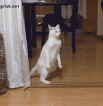 giphy.gif