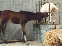 foal-nursing-boer.jpg
