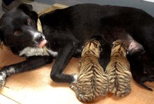 050905_dogtigers.jpg