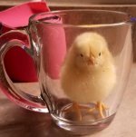 peep.jpg
