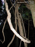 five_leaf_water_vine.jpg