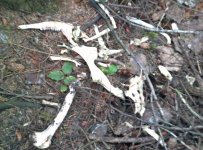 bones.JPG