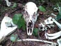skull.JPG