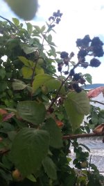 20160827_182535.jpg