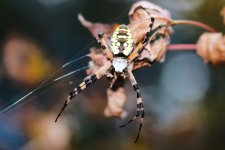 1280px-Writing_Spider_Argiope.jpg