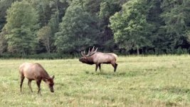 elk%2Bin%2Bcataloochee%2Bgorge%2BNC%2B%25282%2529.jpg