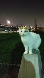 IMG_20170208_205724617.jpg