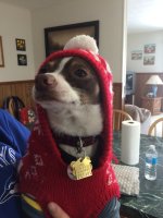 2016 Winter - Cannoli 74.JPG