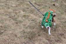 2016 Winter - Cannoli 90.JPG