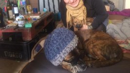 hund.jpg