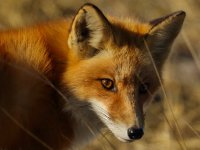 red fox.jpg