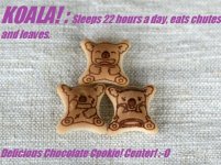 Copy of koala-march_0.JPG
