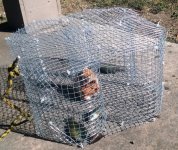 fish trap 1.jpg