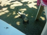 Iguana.jpg