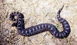 Massasauga_harding_26333_7.jpg