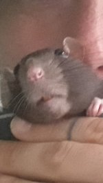 Screenshot_20190112-142510_Gallery.jpg