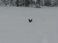 shadowsnow2.jpg