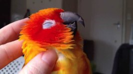 maxresdefault.jpg