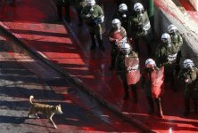 dog-riot.jpg