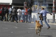 dog11march.jpg