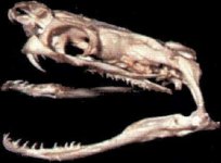 skull2.jpg