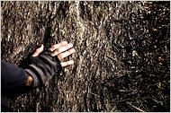 13trees-slide-76MG-thumbWide.jpg