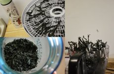 seaweed.jpg