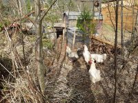 other view of chicken house.jpg