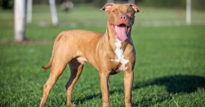 1484838999-pit-bull-terrier-breed-696x363.jpg