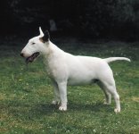 Bull-terrier.jpg