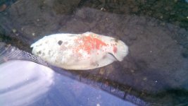 IMG_20131013_154810_461.jpg