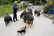 fukushima-radioactive-disaster-abandoned-animal-guardian-naoto-matsumura-14.jpg