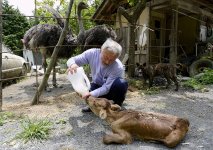 fukushima-radioactive-disaster-abandoned-animal-guardian-naoto-matsumura-13.jpg