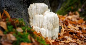 lions-mane-blok-2.jpg