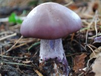 Wood-Blewit-3.jpg