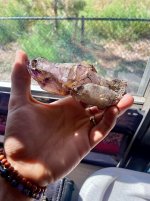 denvergemshow.jpg