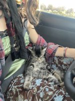 travelcat.jpg