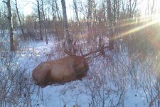 last year buck.jpeg
