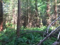 IMG_0038.jpeg