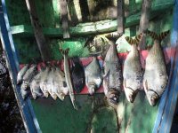 fish3.jpg