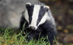 badger.jpeg