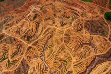borneo-deforestation.jpg