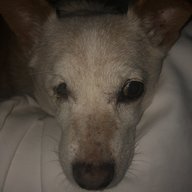 Eugeniethedog