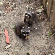 Rottingzombcunt060